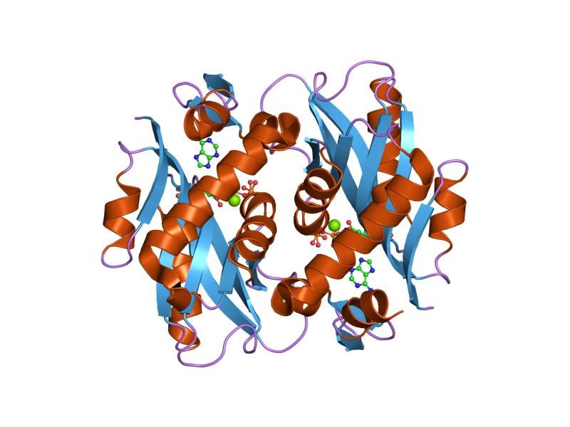 File:PDB 1zn7 EBI.jpg