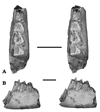 File:Palaeohypsodontus zinensis.jpg