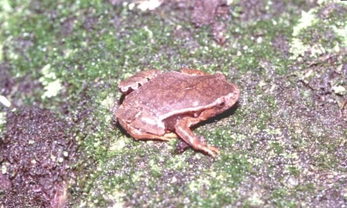 File:Paratelmatobius poecilogaster.jpg