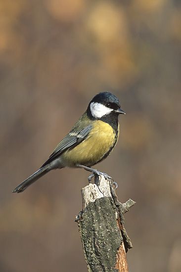 File:Parus major 3 (Marek Szczepanek).jpg