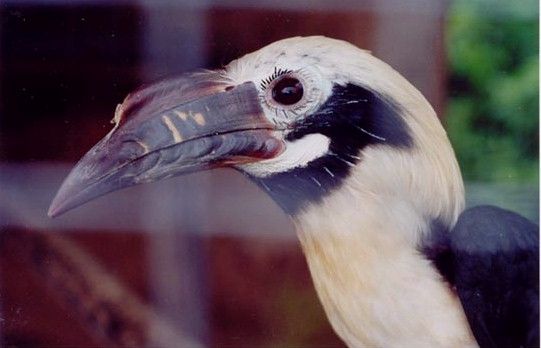 File:Philippine tarictic hornbill callanbentley011.jpg