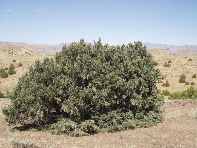 File:Single-leaf pinyon 1.jpg