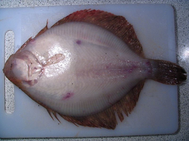 File:Turbot-de-sable-dessous.jpg