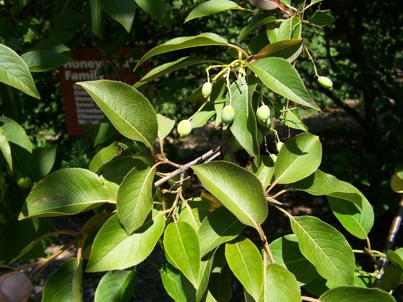 File:Viburnum X jackii.jpg