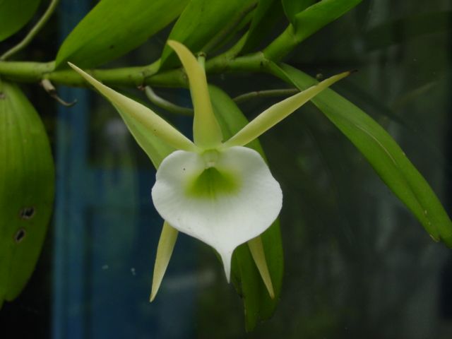 File:Angraecum infundibulare.jpg