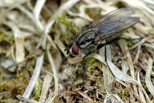 File:Anthomyia monilis.jpg