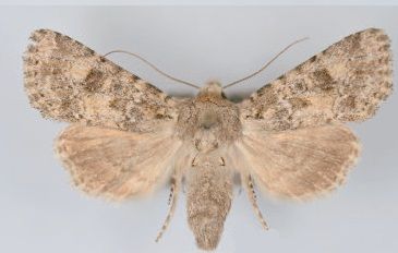 File:Aseptis catalina female.jpg