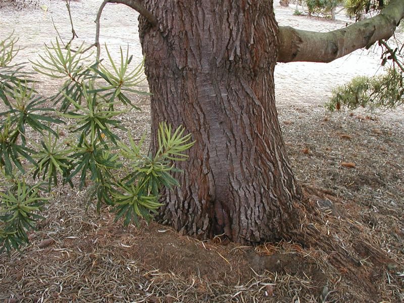 File:Banksia seminuda trunk email.JPG