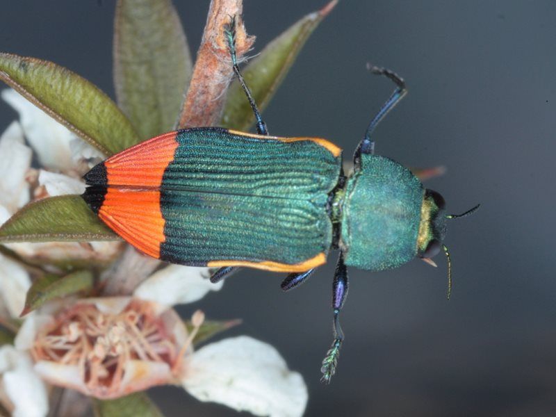 File:Castiarina kerremansi Moondarra23Jan15.jpg