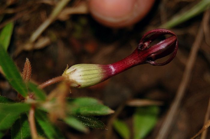 File:Ceropegia jainii.jpg