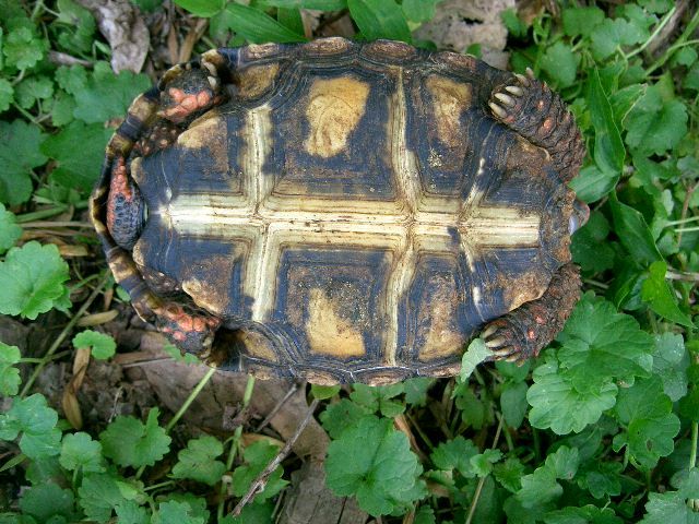 File:Chelonoidis carbonaria plastron cherryhead.JPG