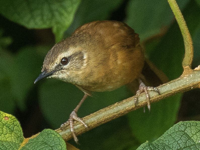 File:Cinnamon Bracken Warbler 2.jpg