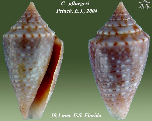 File:Conus pfluegeri 3.jpg