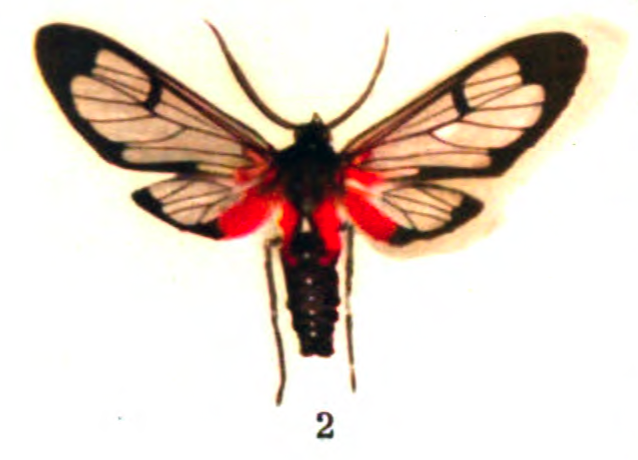 File:Cosmosoma cardinale moth.png