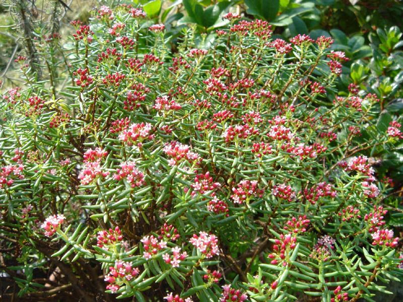 File:Crassula sarcocaulis 1.JPG