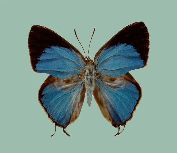 File:Dacalana treadawayi ♂ upperside.jpg