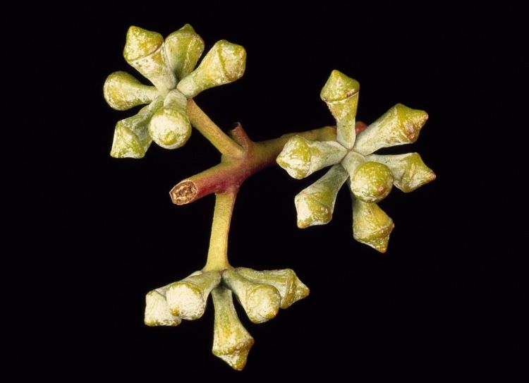 File:Eucalyptus malacoxylon buds.jpg