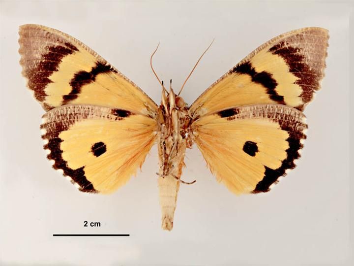 File:Eudocima materna male ventral.jpg