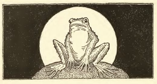 File:Frog in Moonlight.jpg