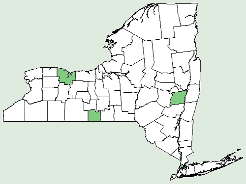 File:Helianthus petiolaris ssp petiolaris NY-dist-map.png