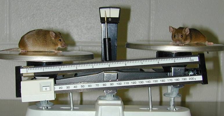 File:Knockoutmouse80-72.jpg