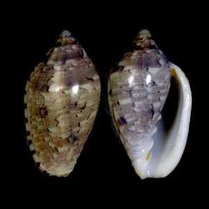 File:Marginella rosea 001.jpg