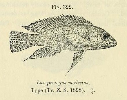 File:Neolamprologus modestus.jpg