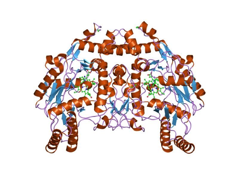 File:PDB 1foi EBI.jpg