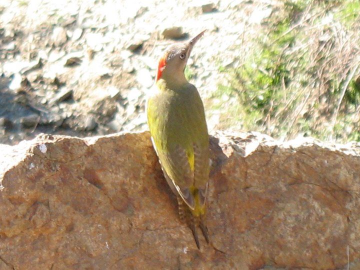 File:Picus vaillantii.JPG