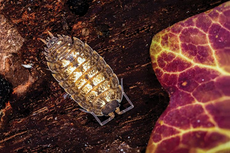 File:Porcellio monticola (10.3897-zookeys.801.21894) Figure 5 (cropped).jpg