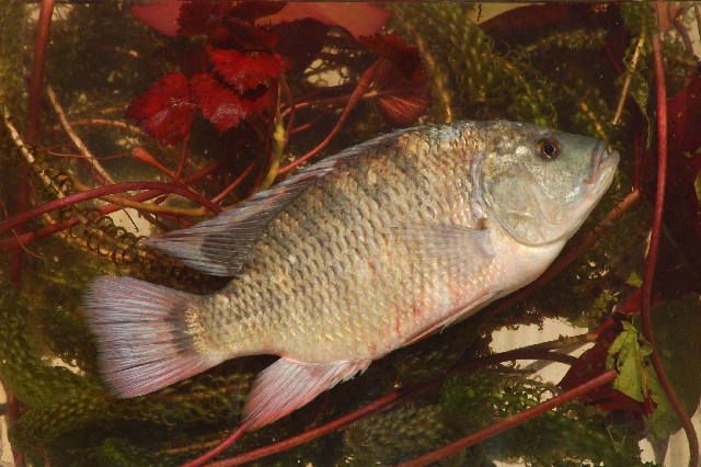 File:Tilapia rendalli.jpg