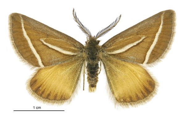 File:Aponotoreas insignis male.jpg