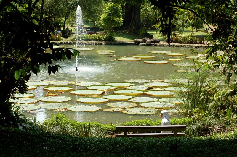 File:Bogor Botanic Gardens lily pond.jpg