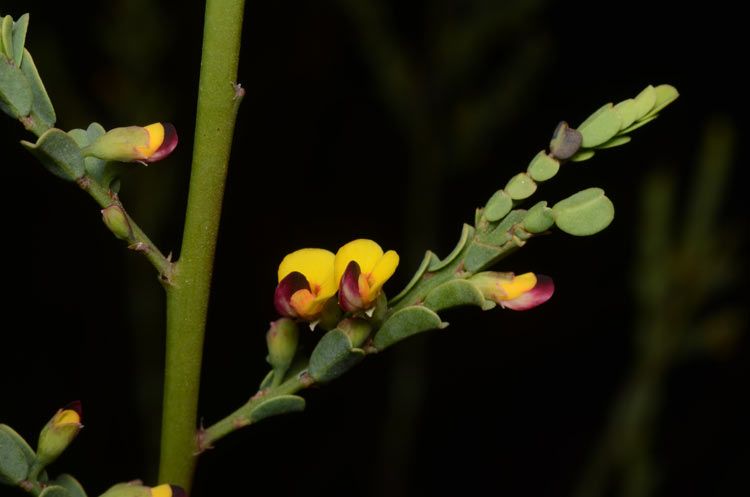 File:Bossiaea concolor.jpg