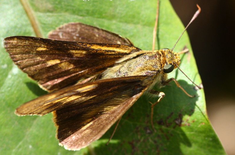 File:Cephrenes acalle by Balakrishnan Valappil (2841833913).jpg