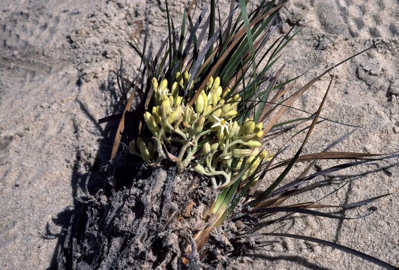 File:Conostylis phathyrantha.jpg