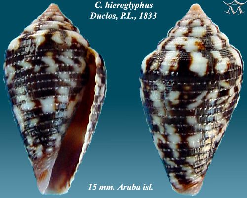 File:Conus hieroglyphus 1.jpg