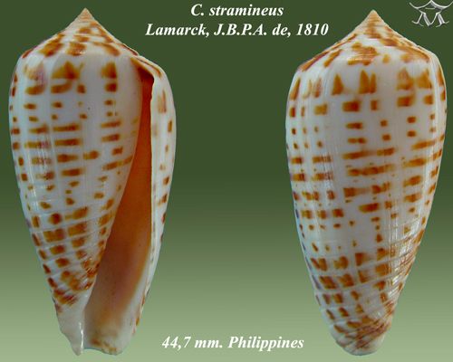 File:Conus stramineus 1.jpg