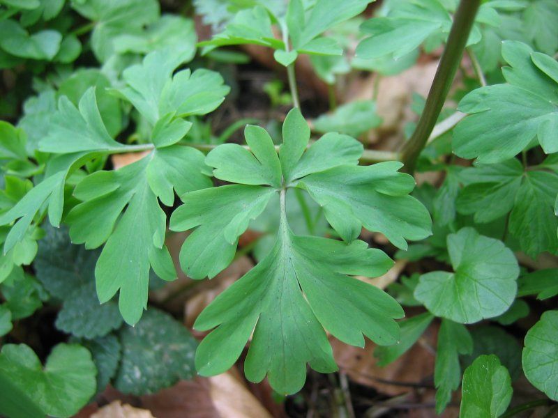 File:Corydalis cava blatt.jpeg