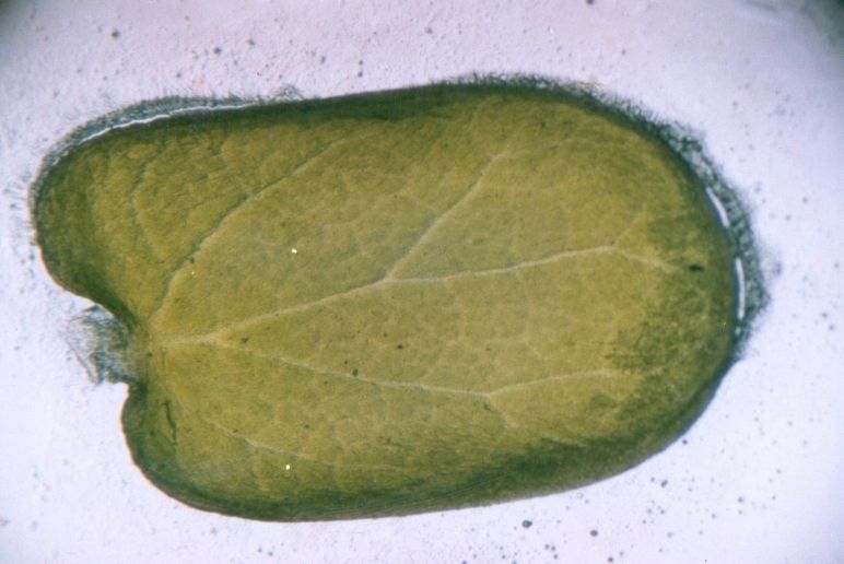 File:Cotyledon-Cercis siliquastrum.jpg