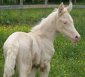 File:Creamwildponyfilly.jpg