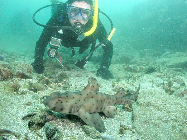 File:Diver and Horn Shark.jpg