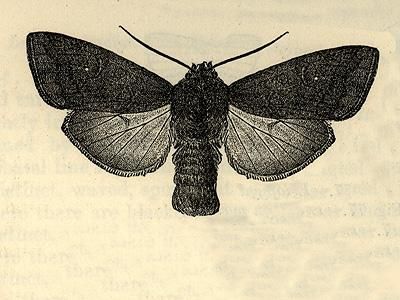 File:Eriopyga crista.JPG