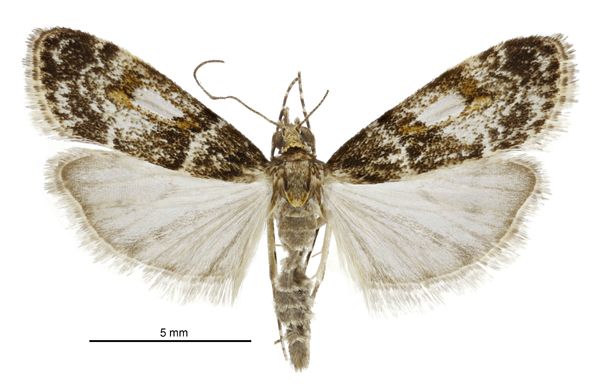 File:Eudonia thyridias male.jpg