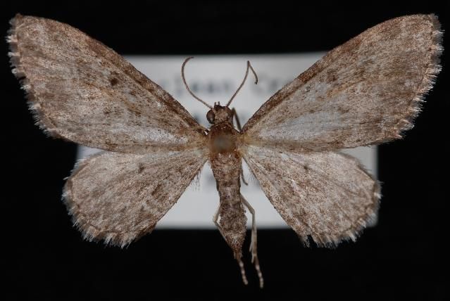 File:Eupithecia lachrymosa.JPG