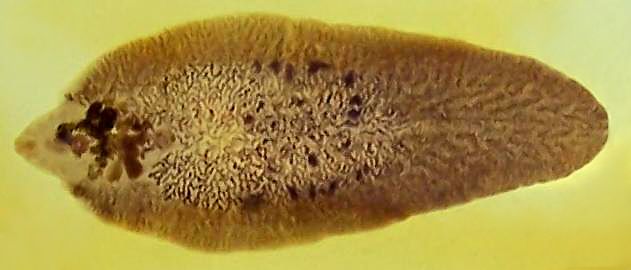 File:Fasciola hepatica2.jpg