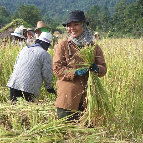 File:Field Worker Thailand (ryanwh - flickr).jpg