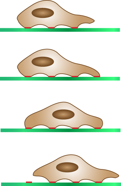 File:Four steps of cell migration.png