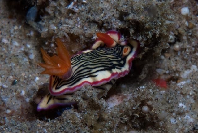 File:Hypselodoris nigrolineata 41127348.jpg