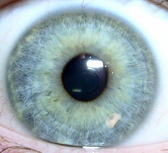 File:Iris1.jpg